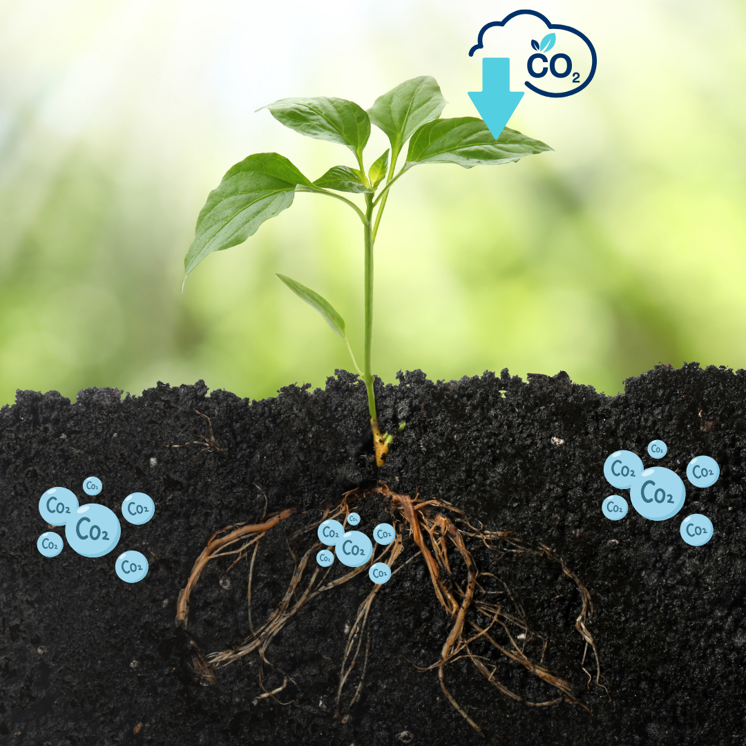Carbon Capture