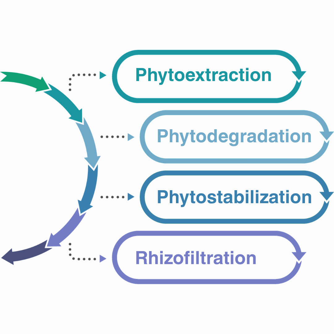 Phytoremediation Mechanisms