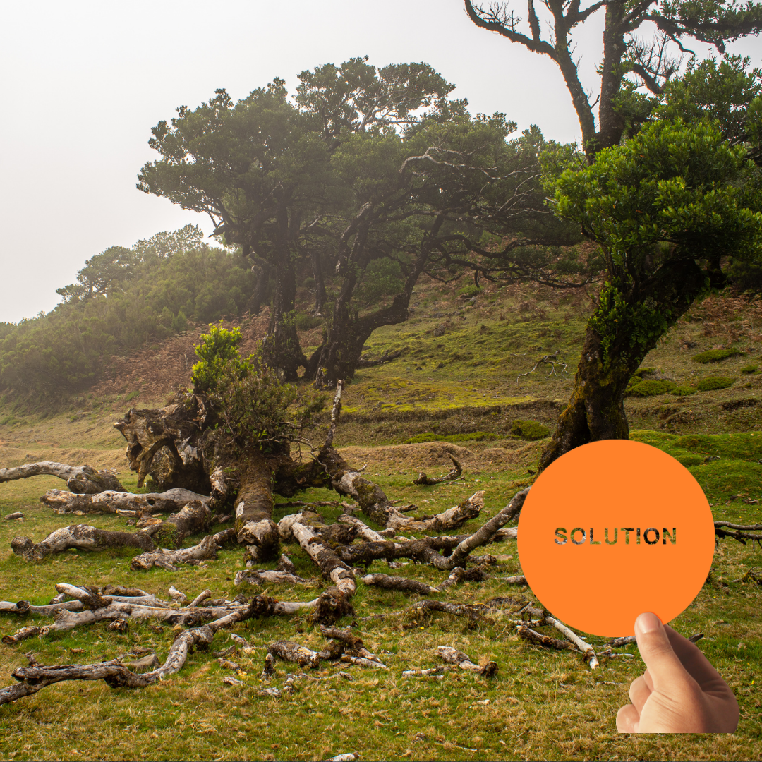 Biotechnology Solutions - Cultured Meat